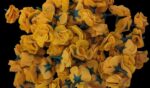 50 Yellow Khushi Artificial Fabric Rose Fake Flowers for Diwali Decoration and DIY Crafts
